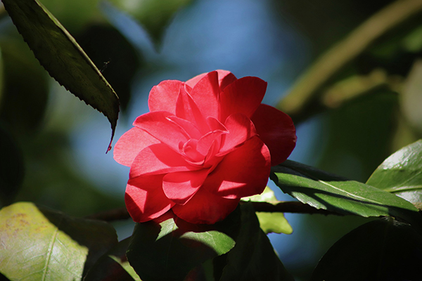 山茶花