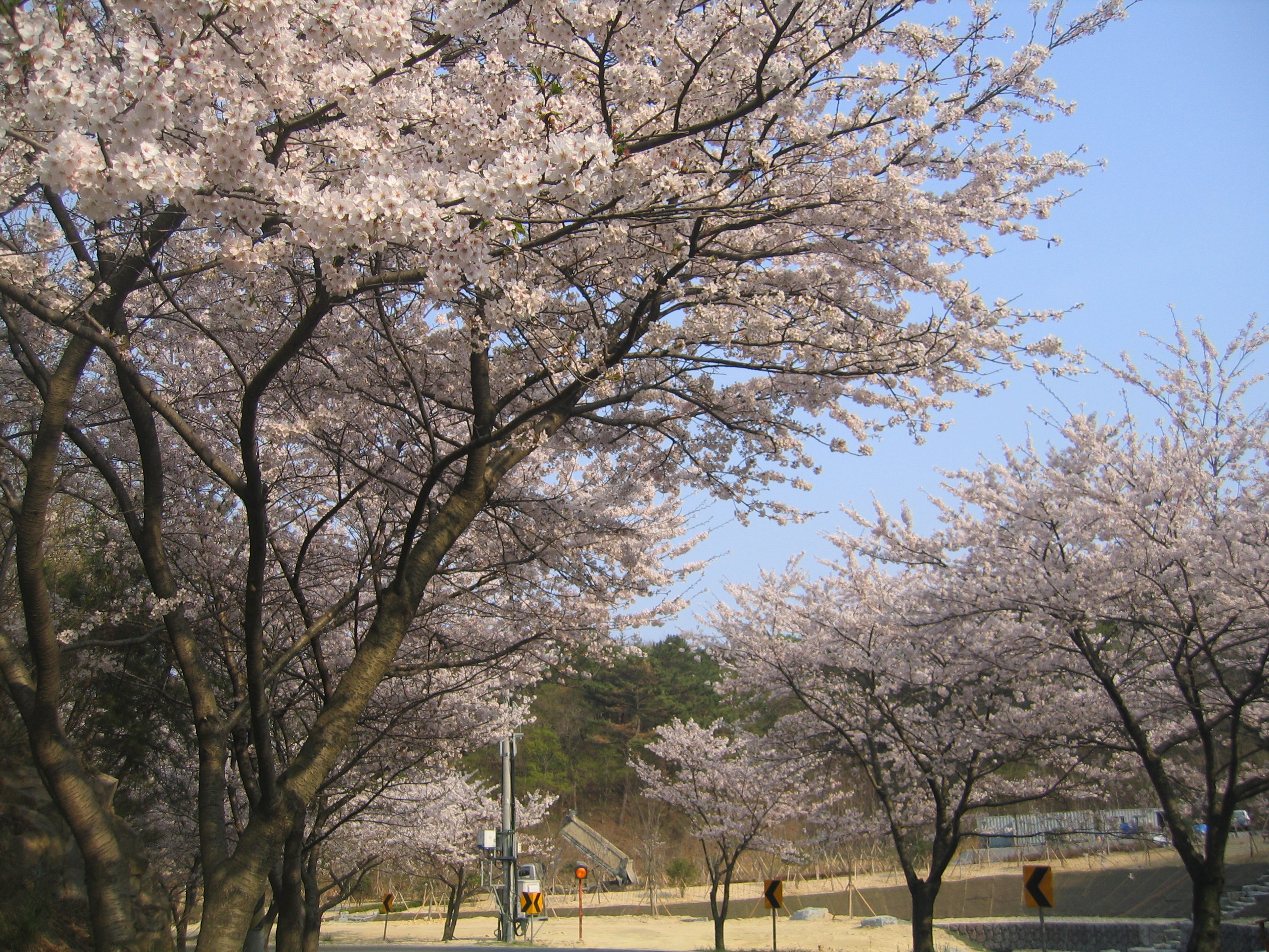 주전 벚꽃길