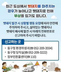 최근 도심에서 멧돼지를 마주치는 경우가 늘어나고 멧돼지로 인해 부상을 입기도 합니다.
멧돼지 발견 시 상황별 행동 요령에 따라 안전에 주의하여 주시고, 살아있는 멧돼지나 멧돼지 폐사체 발견 시 아래의 전화번호로 신고하여 주시기 바랍니다.
- 신고하는 곳
ㆍ동구청 환경위생과(☎ 052-209-3554)
ㆍ동구청 당직실(☎ 052-209-3222)
ㆍ정부민원콜센터(☎ 110)