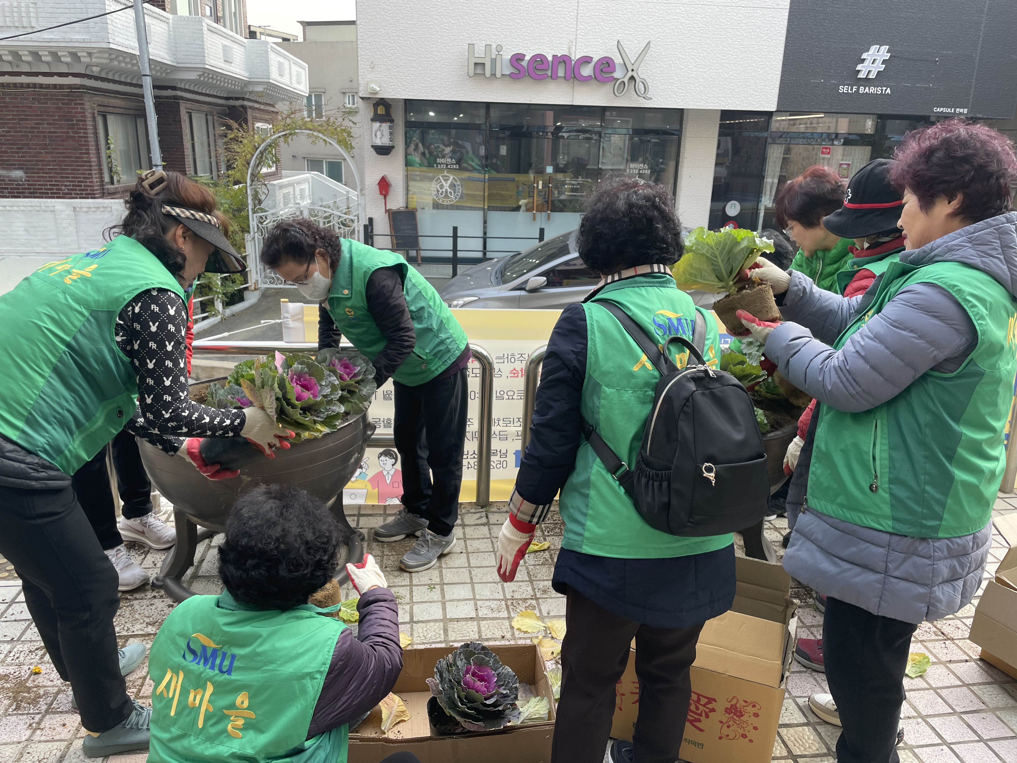 2025년 새마을협의회,부녀회 배추꽃 식재