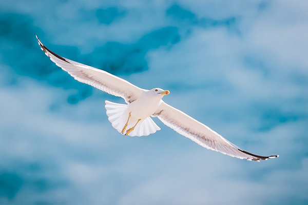 Black-tailed gull