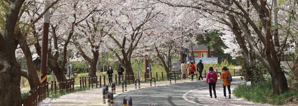 주전 벚꽃길