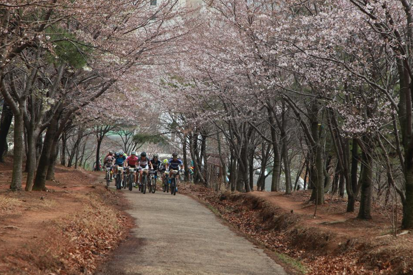 염포산 벚꽃길2