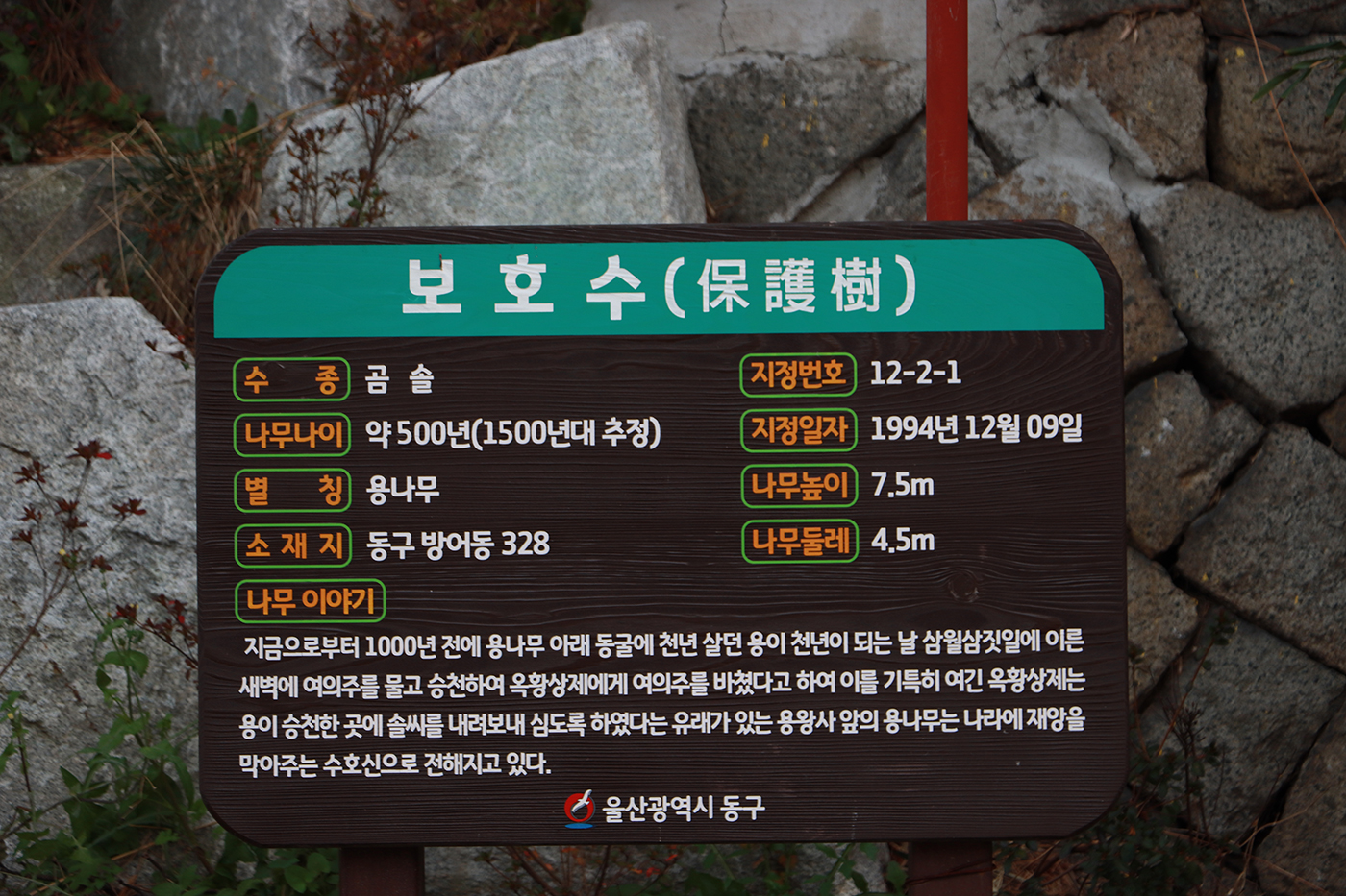보호수(지정번호 12-2-1) 안내판