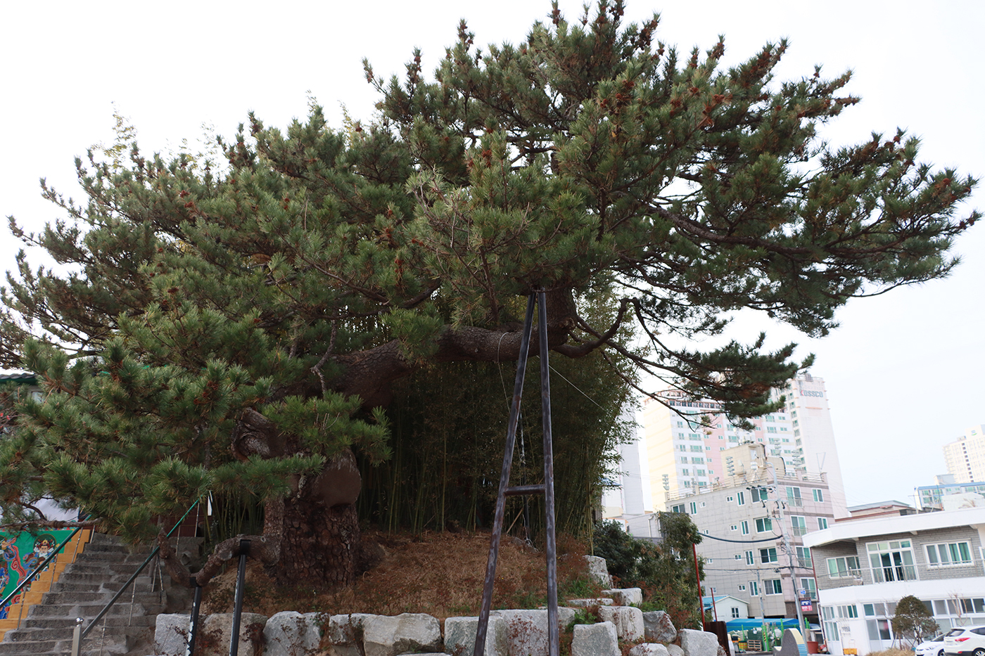 보호수(지정번호 12-2-1)3