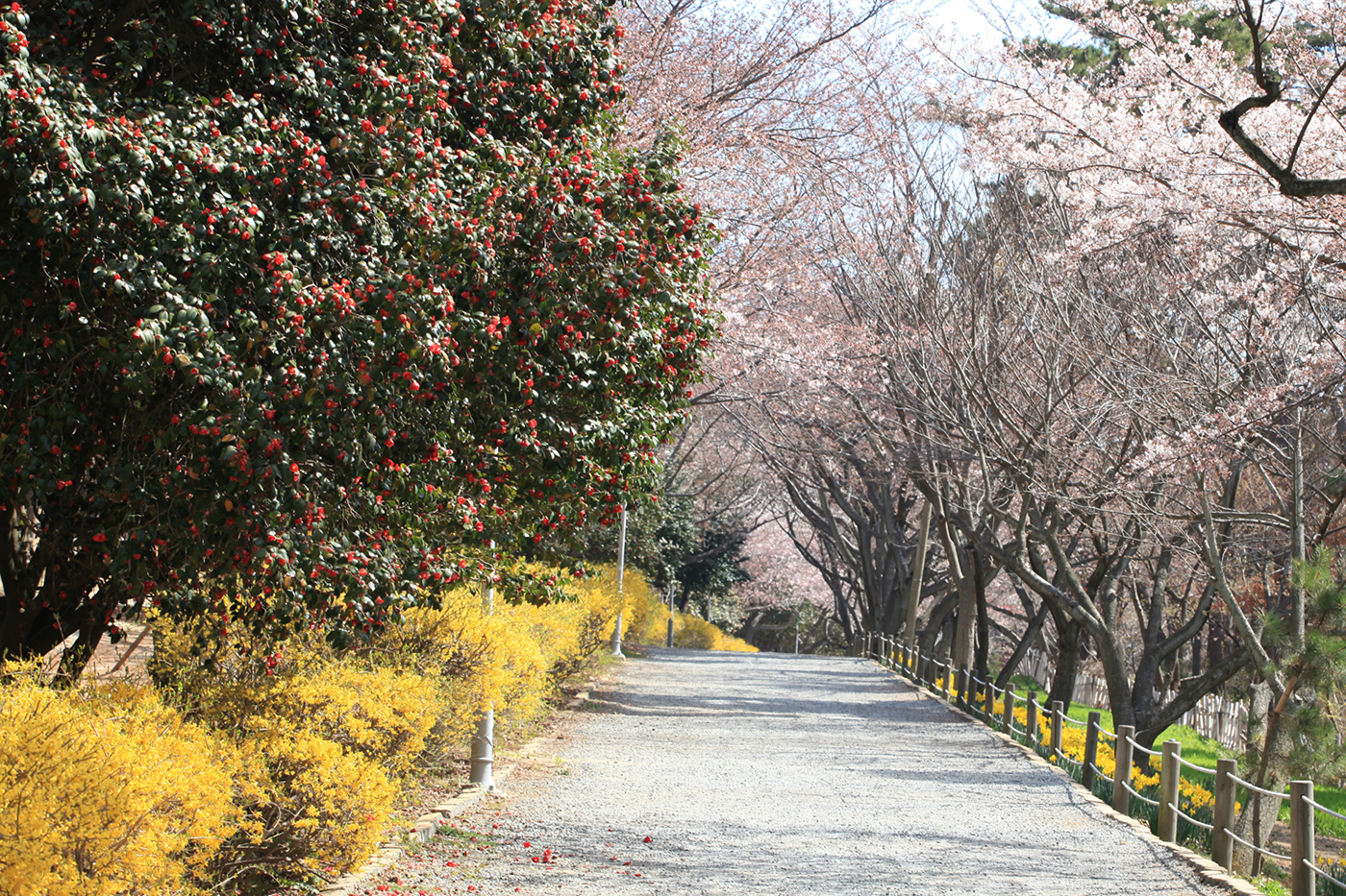 대왕암공원 벚꽃길